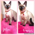Gato raça  idade 2 a 6 meses nome Júlia 