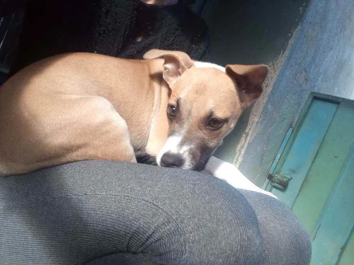 Cachorro raça Desconheçida idade 7 a 11 meses nome Kyara
