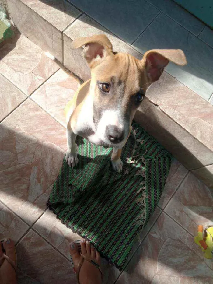 Cachorro raça Desconheçida idade 7 a 11 meses nome Kyara