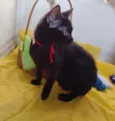Nala