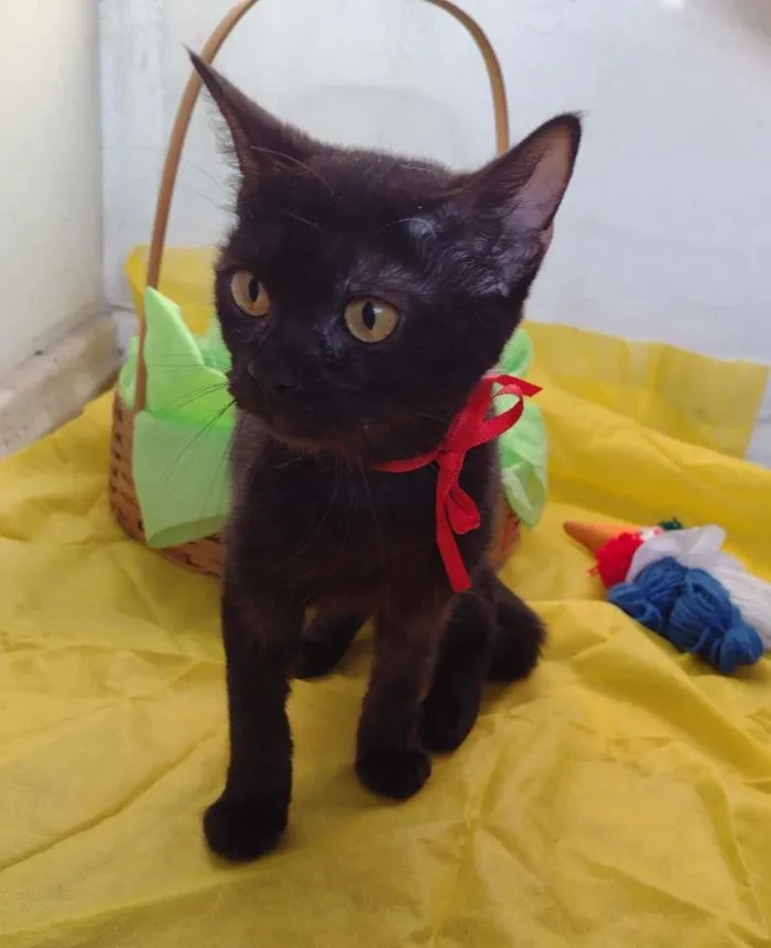 Gato ra a SRD idade 7 a 11 meses nome Nala