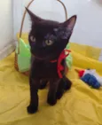 Nala