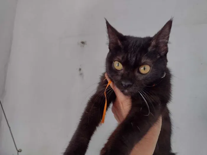 Gato ra a SRD-ViraLata idade 7 a 11 meses nome Tandara