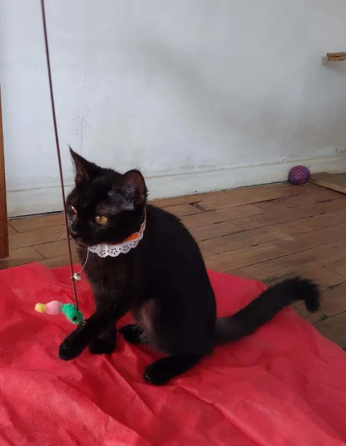 Gato ra a SRD-ViraLata idade 7 a 11 meses nome Tandara