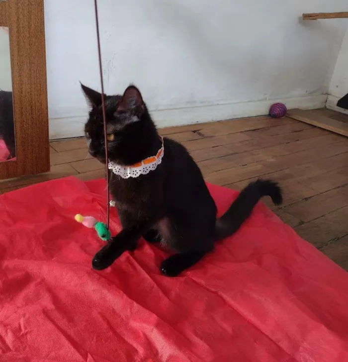 Gato ra a SRD-ViraLata idade 7 a 11 meses nome Tandara