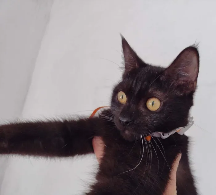 Gato ra a SRD-ViraLata idade 7 a 11 meses nome Tandara