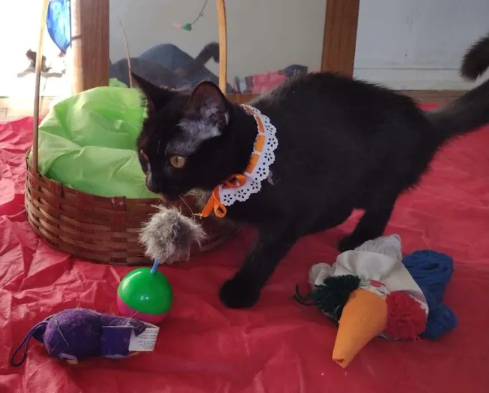 Gato ra a SRD-ViraLata idade 7 a 11 meses nome Tandara