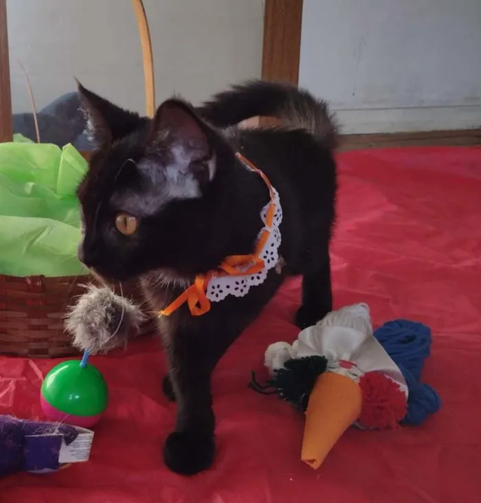 Gato ra a SRD-ViraLata idade 7 a 11 meses nome Tandara