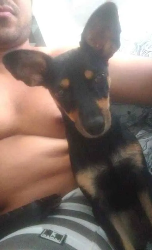 Cachorro ra a Pinscher mestiça idade 1 ano nome Bel