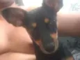 Bel