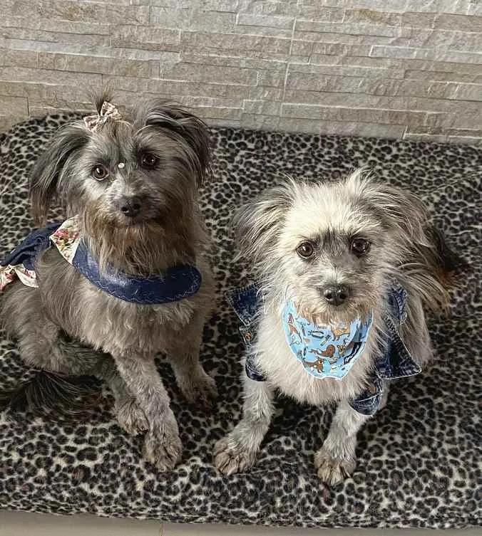 Cachorro ra a Sem Raça Definida idade 1 ano nome JULIETTE e FIUK