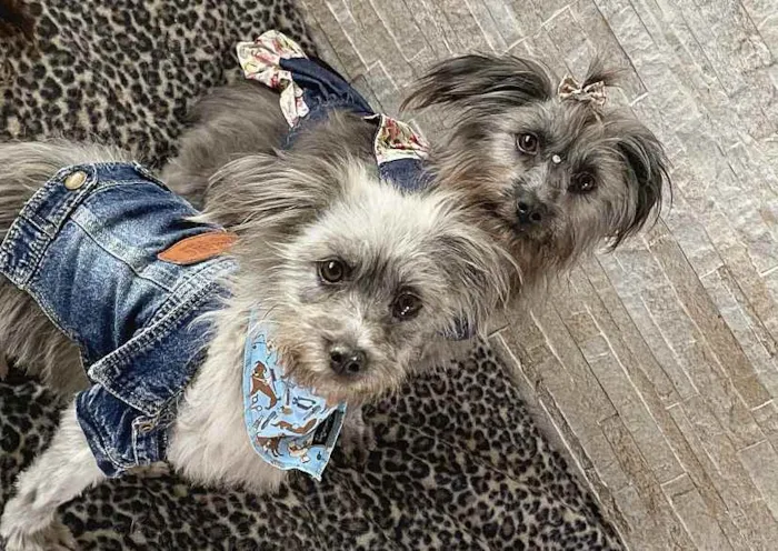 Cachorro ra a Sem Raça Definida idade 1 ano nome JULIETTE e FIUK