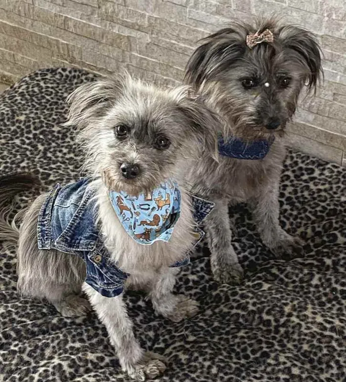Cachorro ra a Sem Raça Definida idade 1 ano nome JULIETTE e FIUK