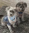 JULIETTE e FIUK