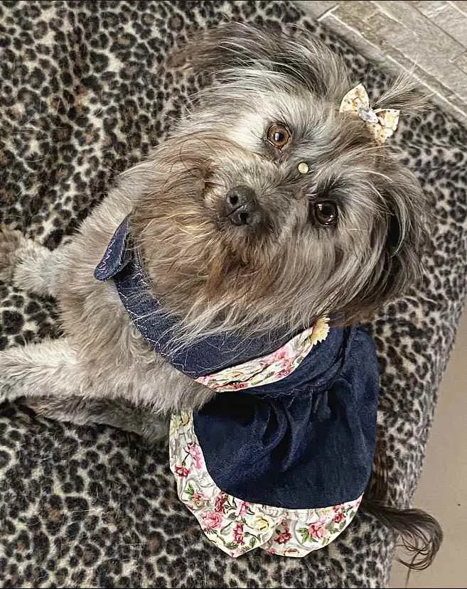 Cachorro ra a Sem Raça Definida idade 1 ano nome JULIETTE e FIUK