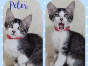 Gato raça  idade 2 a 6 meses nome Peter 