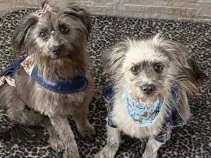 Cachorro raça Sem Raça Definida idade 1 ano nome JULIETTE e FIUK