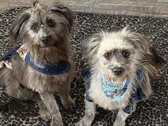 Cachorro ra a Sem Raça Definida idade 1 ano nome JULIETTE e FIUK