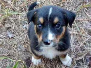 Cachorro raça Vira lata  idade 2 a 6 meses nome Sem nome 