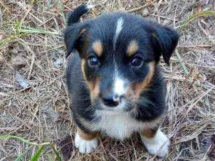 Cachorro raça Vira lata  idade 2 a 6 meses nome Sem nome 