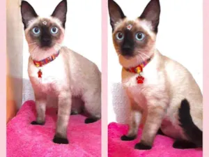 Gato raça  idade 2 a 6 meses nome Júlia 