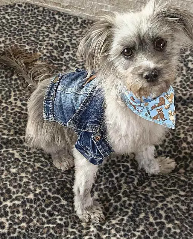 Cachorro ra a Sem Raça Definida idade 1 ano nome JULIETTE e FIUK