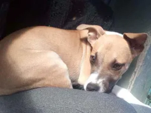 Cachorro raça Desconheçida idade 7 a 11 meses nome Kyara