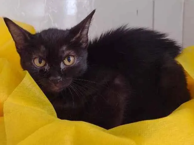 Gato ra a SRD idade 7 a 11 meses nome Nala