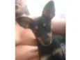 Bel