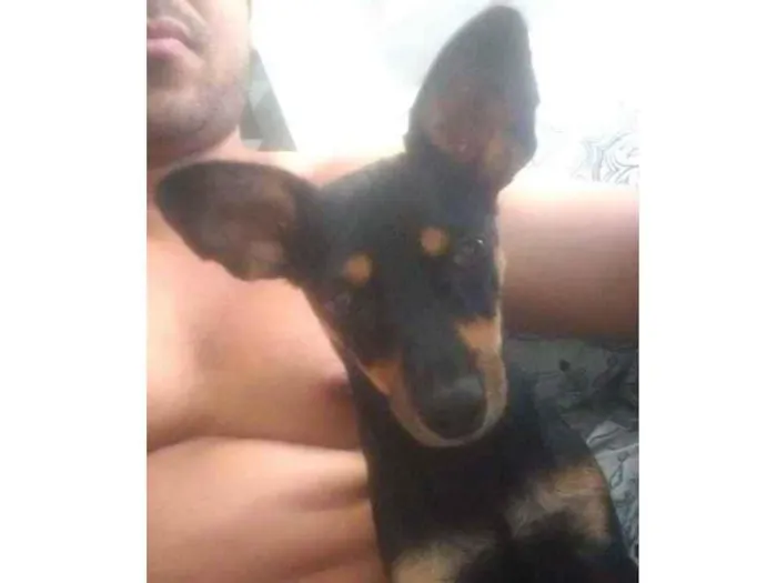 Cachorro ra a Pinscher mestiça idade 1 ano nome Bel