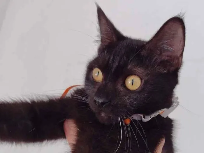 Gato ra a SRD-ViraLata idade 7 a 11 meses nome Tandara