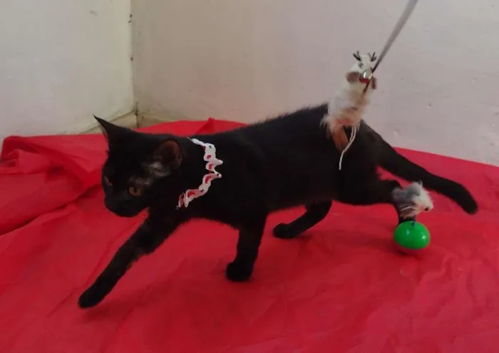 Gato ra a SRD idade 7 a 11 meses nome Nala