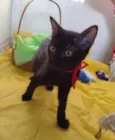 Nala