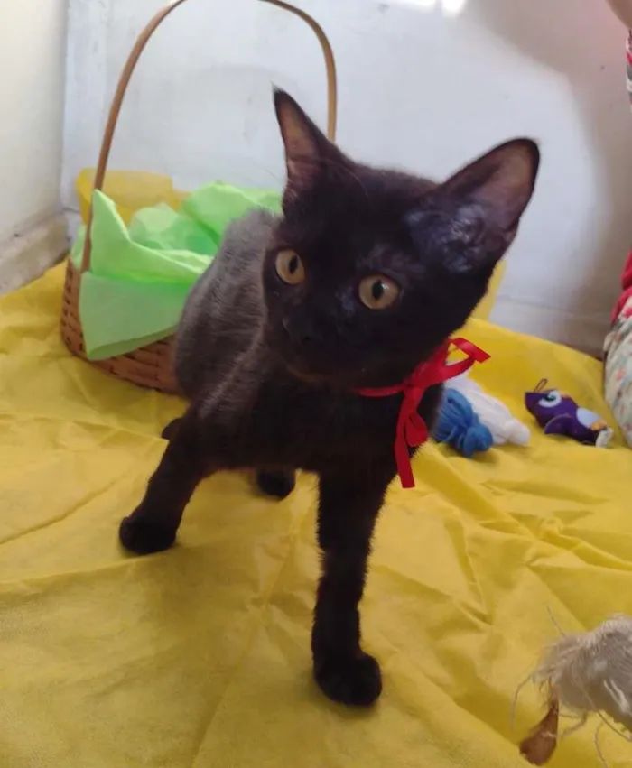 Gato ra a SRD idade 7 a 11 meses nome Nala