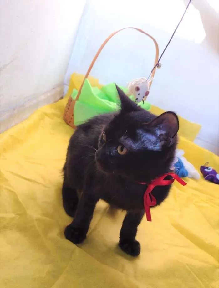 Gato ra a SRD idade 7 a 11 meses nome Nala