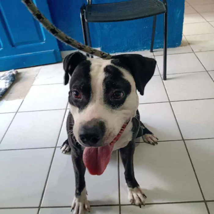 Cachorro raça Pitt Bull idade 1 ano nome Cory