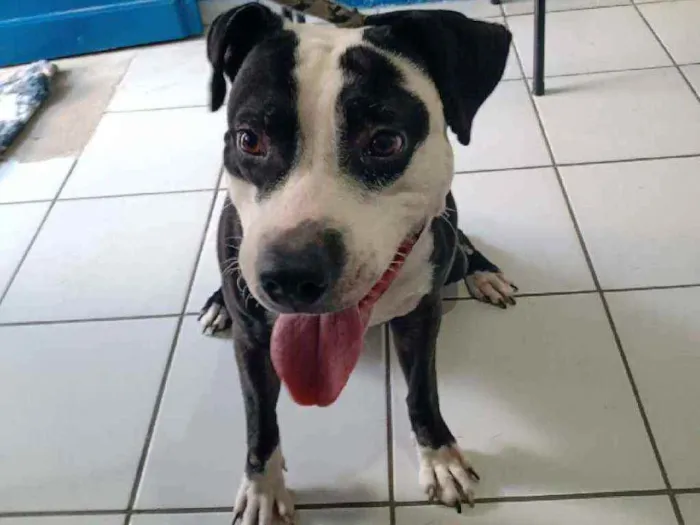 Cachorro raça Pitt Bull idade 1 ano nome Cory