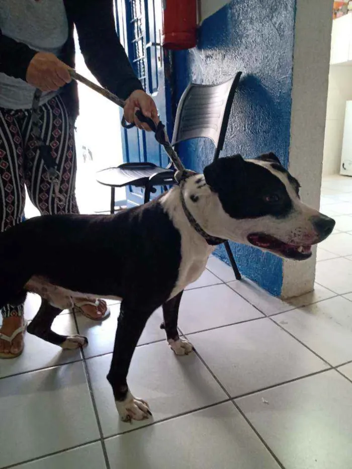 Cachorro raça Pitt Bull idade 1 ano nome Cory