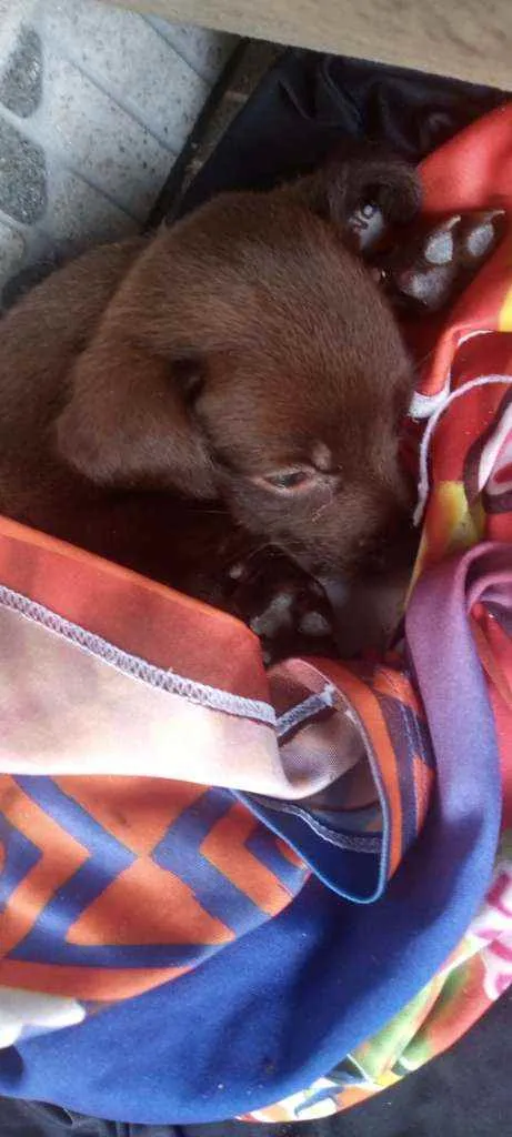 Cachorro ra a Não sei muito bem idade 2 a 6 meses nome Cinderela