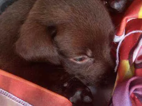 Cachorro ra a Não sei muito bem idade 2 a 6 meses nome Cinderela