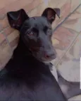 Cachorro raça SRD idade 1 ano nome Pandora