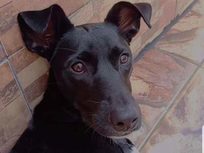 Cachorro raça SRD idade 1 ano nome Pandora
