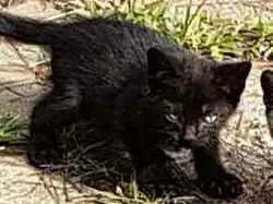 Gato raça Srd idade Abaixo de 2 meses nome Nego