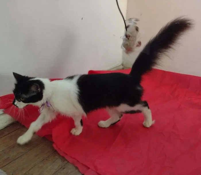 Gato ra a SRD-ViraLata idade 7 a 11 meses nome Cindy
