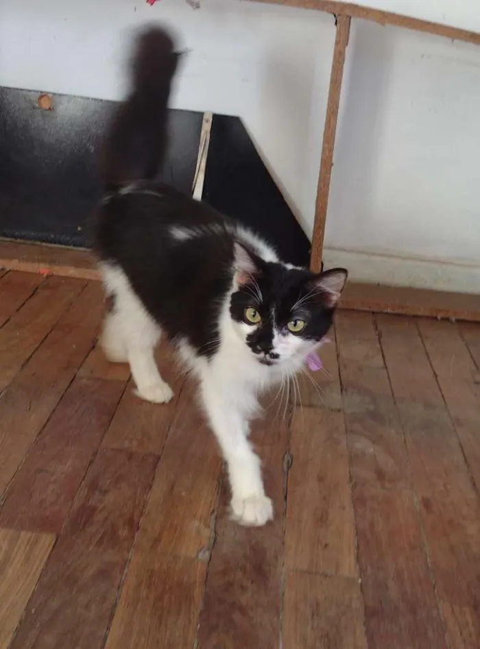 Gato ra a SRD-ViraLata idade 7 a 11 meses nome Cindy