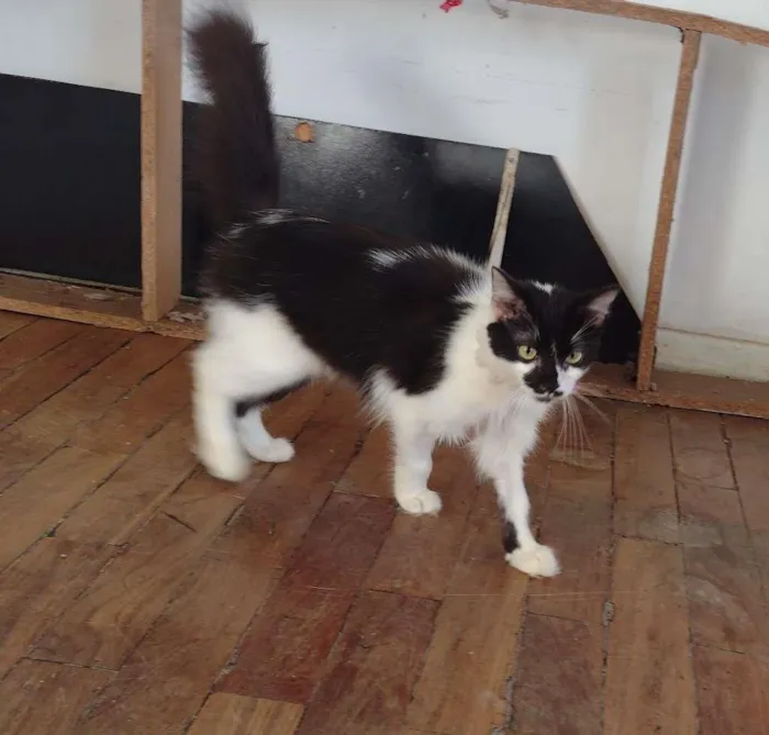 Gato ra a SRD-ViraLata idade 7 a 11 meses nome Cindy