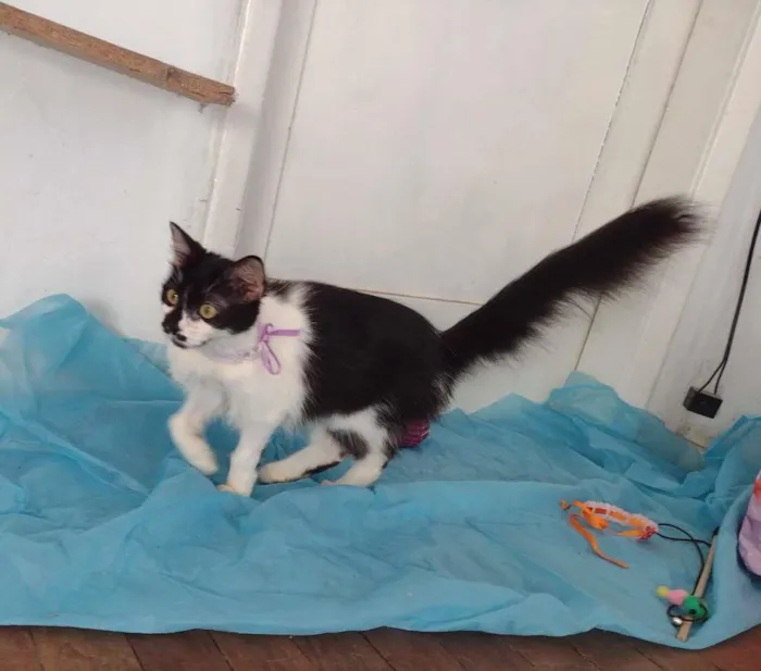 Gato ra a SRD-ViraLata idade 7 a 11 meses nome Cindy