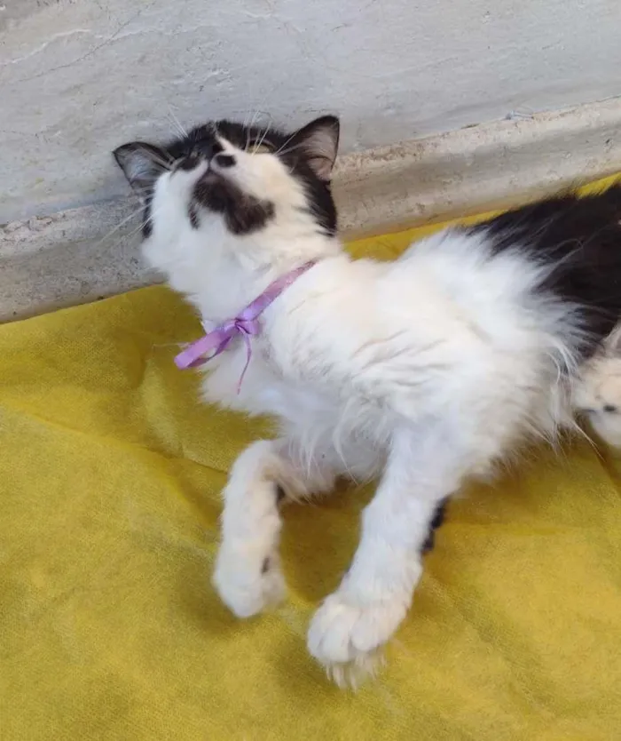 Gato ra a SRD-ViraLata idade 7 a 11 meses nome Cindy