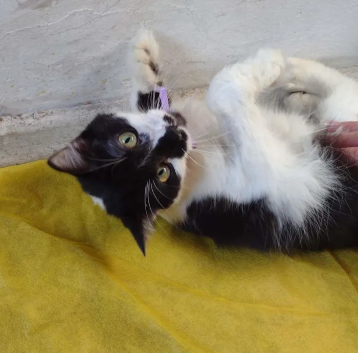 Gato ra a SRD-ViraLata idade 7 a 11 meses nome Cindy