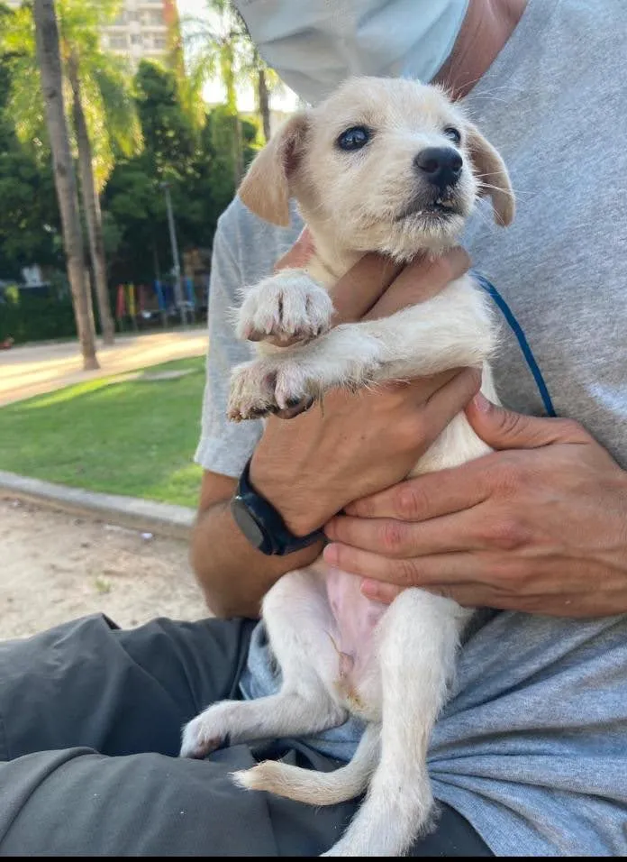 Cachorro ra a SRD idade 2 a 6 meses nome Ella